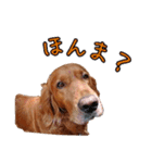 人間っぽい犬アイリッシュセター（個別スタンプ：24）