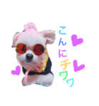 pretty dog coco purin（個別スタンプ：11）