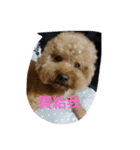 Poodle Dog love（個別スタンプ：3）