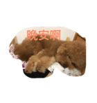 Poodle Dog love（個別スタンプ：7）