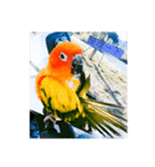 Sun Conure（個別スタンプ：1）