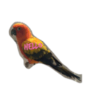 Sun Conure（個別スタンプ：2）