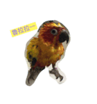 Sun Conure（個別スタンプ：3）