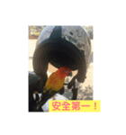 Sun Conure（個別スタンプ：5）