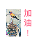 Sun Conure（個別スタンプ：7）