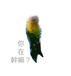 Sun Conure（個別スタンプ：8）