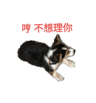 mawancorgi（個別スタンプ：1）