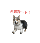 mawancorgi（個別スタンプ：2）