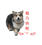 mawancorgi（個別スタンプ：5）