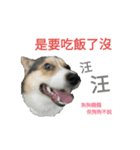 mawancorgi（個別スタンプ：6）