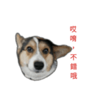 mawancorgi（個別スタンプ：7）