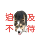 mawancorgi（個別スタンプ：10）