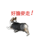 mawancorgi（個別スタンプ：14）