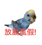 Budgerigar Poppy(weather ver.)（個別スタンプ：5）