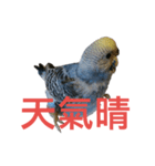 Budgerigar Poppy(weather ver.)（個別スタンプ：6）