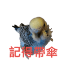 Budgerigar Poppy(weather ver.)（個別スタンプ：15）