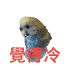 Budgerigar Poppy(weather ver.)（個別スタンプ：16）