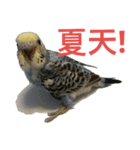 Budgerigar Poppy(weather ver.)（個別スタンプ：21）