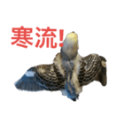 Budgerigar Poppy(weather ver.)（個別スタンプ：24）