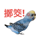 Budgerigar Poppy(weather ver.)（個別スタンプ：25）