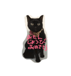 black cat U ni（個別スタンプ：4）