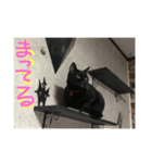 black cat U ni（個別スタンプ：8）