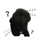 Tibetan Mastiff（個別スタンプ：2）