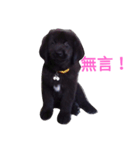 Tibetan Mastiff（個別スタンプ：3）