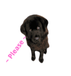 Tibetan Mastiff（個別スタンプ：5）