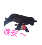 Tibetan Mastiff（個別スタンプ：6）