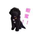 Tibetan Mastiff（個別スタンプ：8）