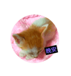 Talk of Cat.（個別スタンプ：1）