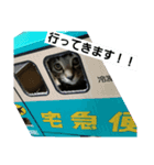 dekodokocat（個別スタンプ：10）