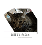 dekodokocat（個別スタンプ：16）