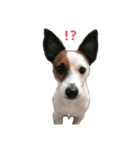 Jack Russell Terrier,weijie（個別スタンプ：1）