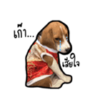 Cayman The Beagle（個別スタンプ：2）