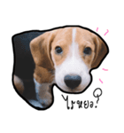 Cayman The Beagle（個別スタンプ：4）