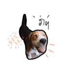 Cayman The Beagle（個別スタンプ：5）