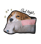 Cayman The Beagle（個別スタンプ：7）