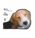 Cayman The Beagle（個別スタンプ：8）