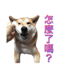 Shibainu Joker  2.0（個別スタンプ：23）