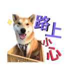 Shibainu Joker  2.0（個別スタンプ：28）