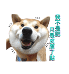 Shibainu Joker  2.0（個別スタンプ：29）