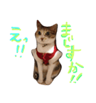 可愛い猫 キティ（個別スタンプ：12）