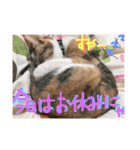 可愛い猫 キティ（個別スタンプ：14）