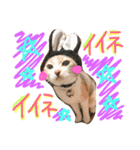 可愛い猫 キティ（個別スタンプ：15）