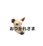 いけめん犬（個別スタンプ：18）