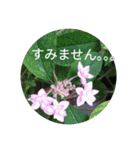 お花模様の背景、挨拶（個別スタンプ：9）