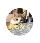 ぼくの名前は、ゆづです。②（個別スタンプ：11）