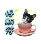 Potted Cat ＆ Cup Cat Family（個別スタンプ：6）